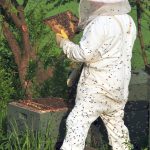 Beekeeper_keeping_bees